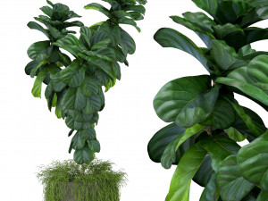 Plants collection 359 3D Model
