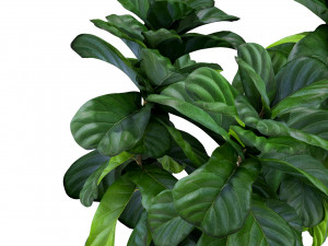 Plants collection 359 3D Model