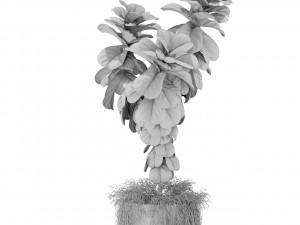 Plants collection 359 3D Model