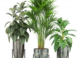 Plants collection 360 3D मॉडल