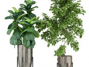 Plants collection 360 3D मॉडल