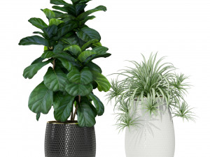 Plants collection 363 Model 3D