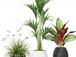 Plants collection 363 Model 3D