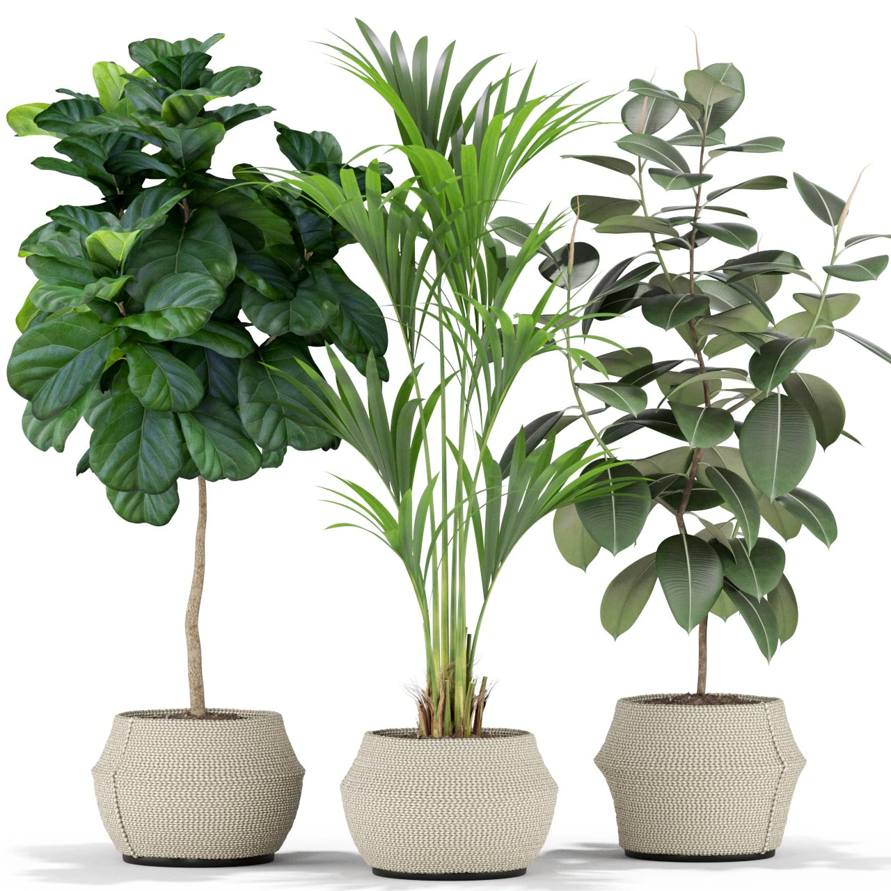 Plants collection 364 3D Model .c4d .max .obj .3ds .fbx .stl .blend 