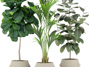 Plants collection 364 Modello 3D