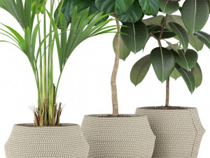 Plants collection 364 Modello 3D