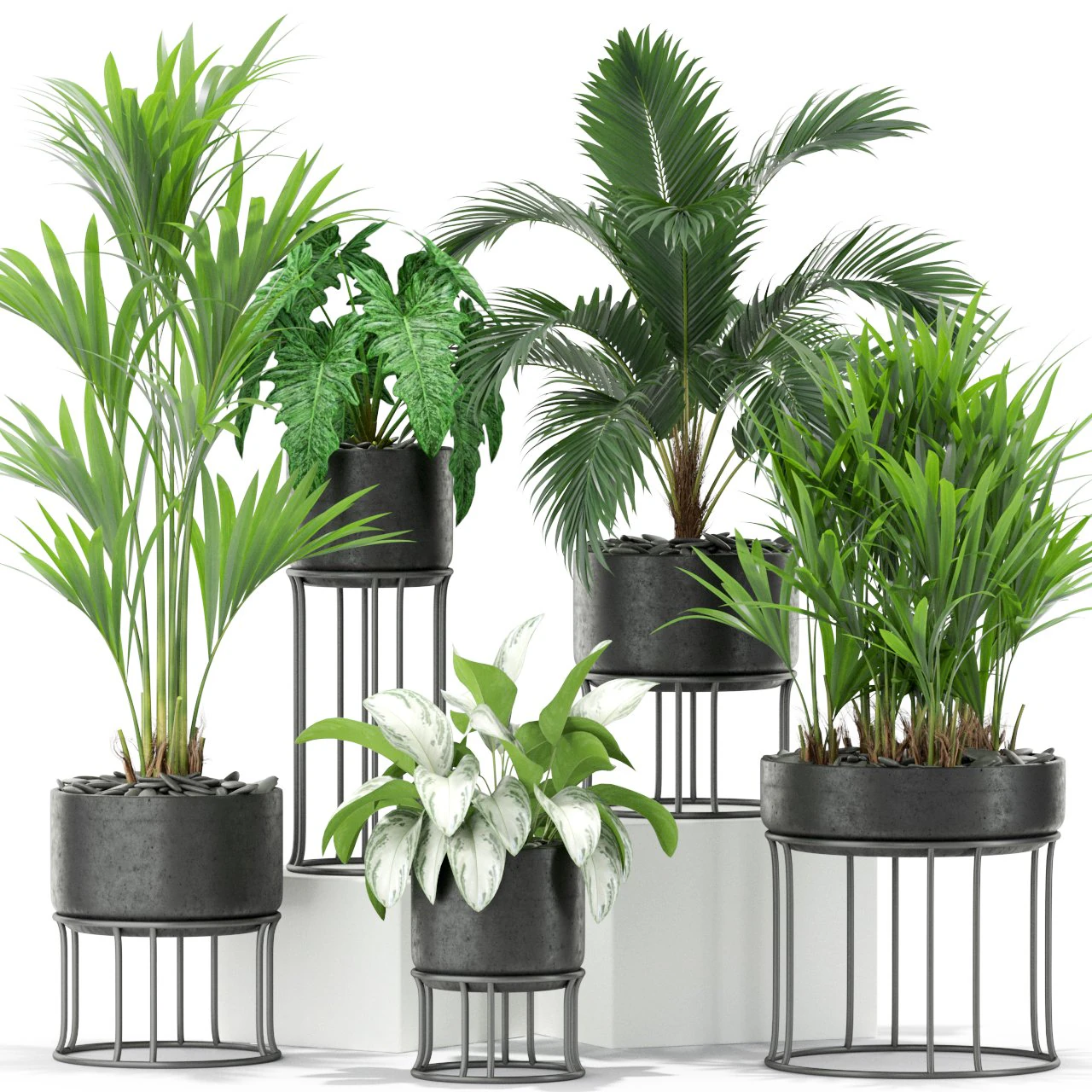 Plants collection 365 3D Model .c4d .max .obj .3ds .fbx .stl .blend 