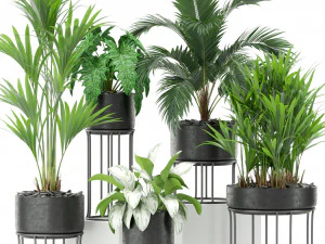 पौधों का संग्रह 365 3D मॉडल