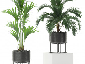 Plants collection 365 3Dモデル
