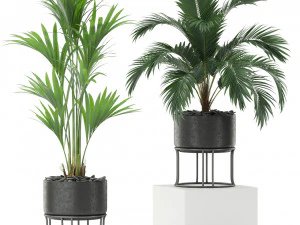 Plants collection 365 3D Model