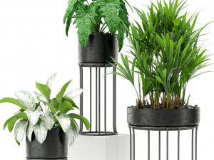 Plants collection 365 3Dモデル