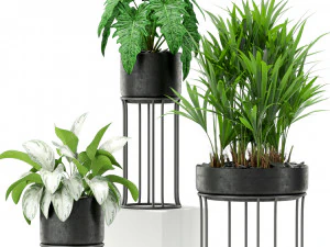 Plants collection 365 3D Model
