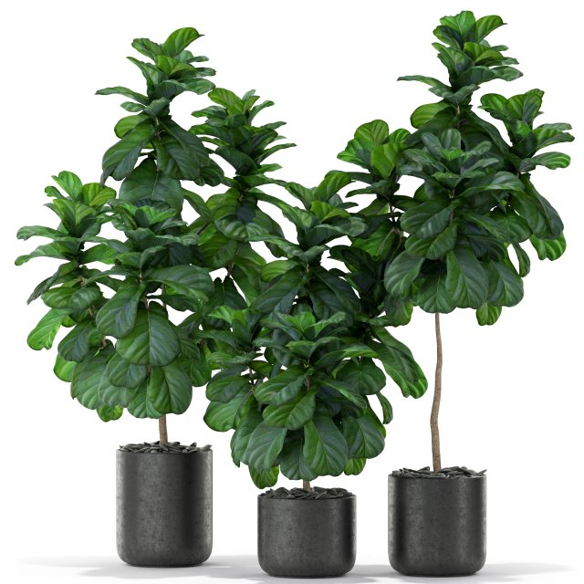 Plants collection 366 Model 3D .c4d .max .obj .3ds .fbx .stl .blend 