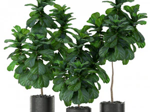 Bitki koleksiyonu 366 3D Model