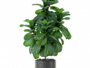 Plants collection 366 Model 3D