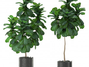 Plants collection 366 Model 3D