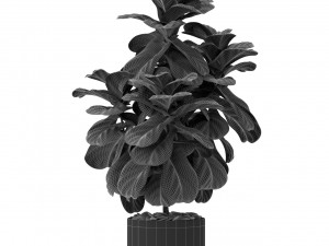 Plants collection 366 Model 3D