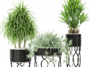 Plants collection 367 Modelo 3D