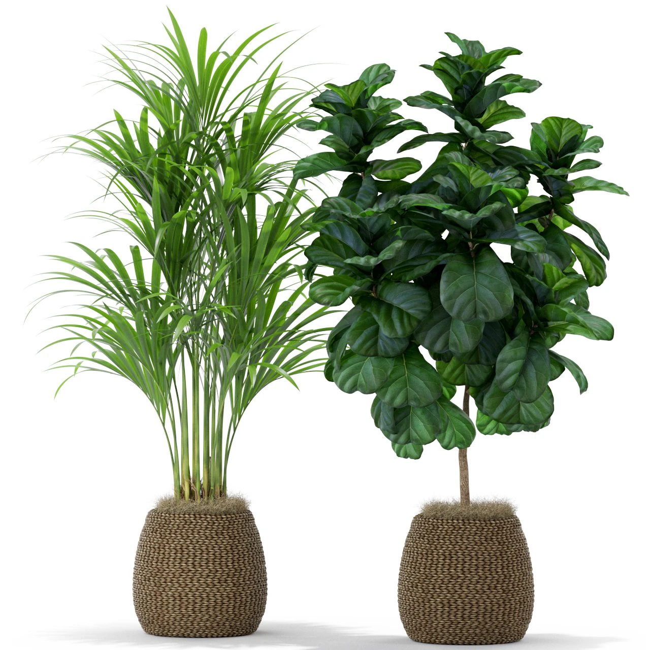 Plants collection 369 3D Model .c4d .max .obj .3ds .fbx .stl .blend 