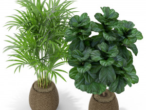 Plants collection 369 3D Model