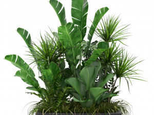 Plants collection 370 3D Model