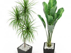 Plants collection 371 3D Model