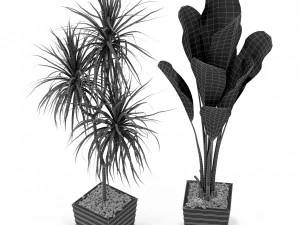 Plants collection 371 3D Model