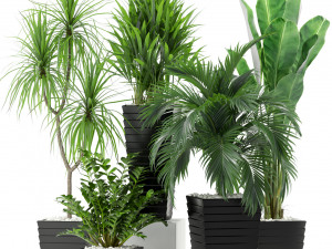 Plants collection 371 3D 모델