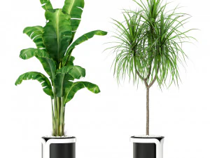 Plants collection 372 3D Model