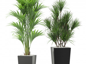 Plants collection 373 3D Model