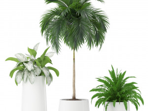 Plants collection 374 3D Model