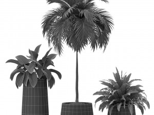 Plants collection 374 3D Model