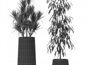 Plants collection 374 3D Model