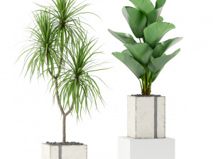 Plants collection 375 Modèle 3D