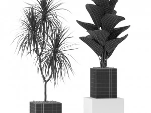 Plants collection 375 3D Model