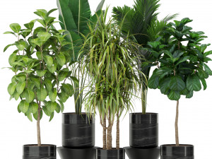 Plants collection 379 3Dモデル