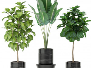 Plants collection 379 Modelo 3D