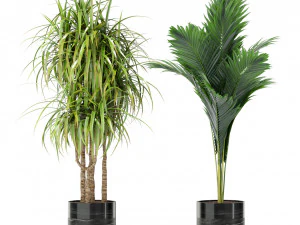 Plants collection 379 3D Model
