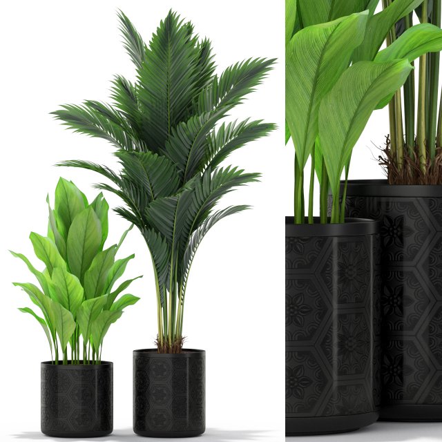 Plants collection 380 3D Model .c4d .max .obj .3ds .fbx .stl .blend 