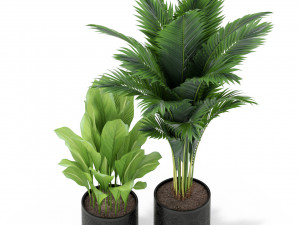Plants collection 380 3D Model