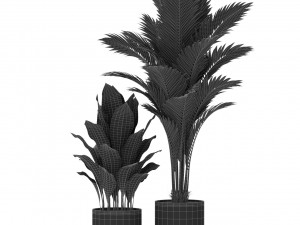 Plants collection 380 3D Model