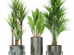 Plants collection 381 3D Model