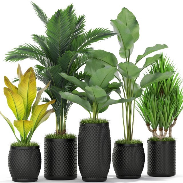 Plants collection 384 3D Model .c4d .max .obj .3ds .fbx .stl .blend 
