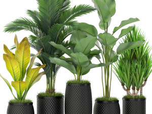 Plants collection 384 3D Model