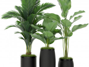 Plants collection 384 3D Model