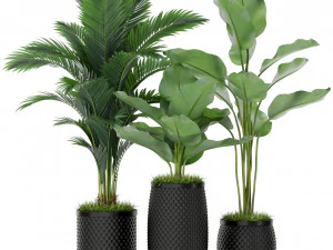 Bitki koleksiyonu 384 3D Model