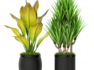 Plants collection 384 3D Model