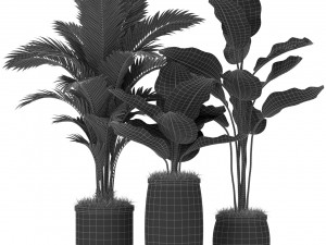Plants collection 384 3D Model