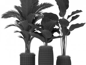 Bitki koleksiyonu 384 3D Model