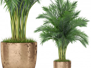 Plants collection 385 3D Модель